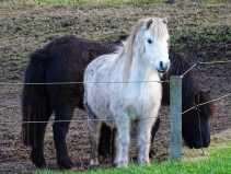 Ponys3